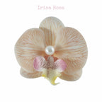 Orchid Barrette in Tangerine Pith – orange orchid hair clip